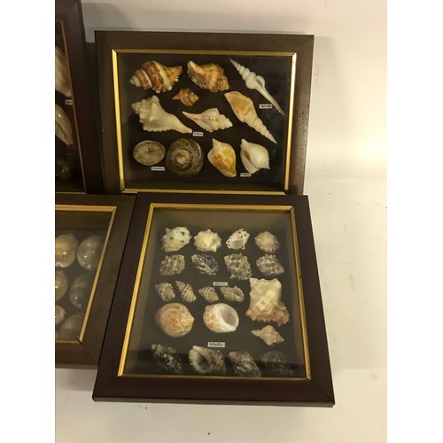 169 - 4 X Framed Collectors Shells, Triton, Conch Etc.