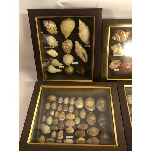 169 - 4 X Framed Collectors Shells, Triton, Conch Etc.