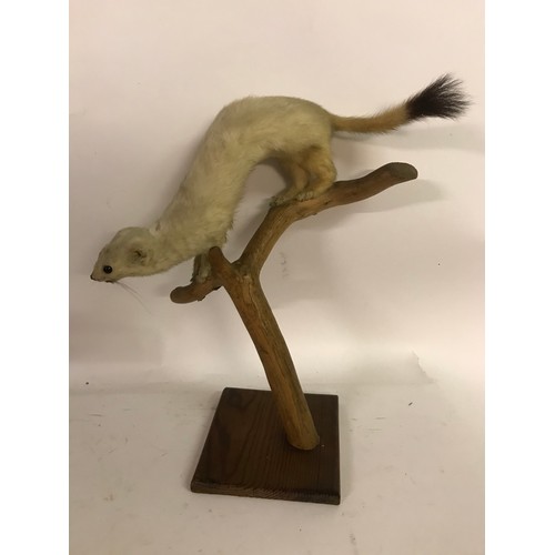 177 - Taxidermy Stoat Mount