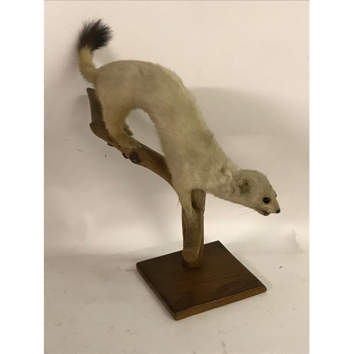 177 - Taxidermy Stoat Mount