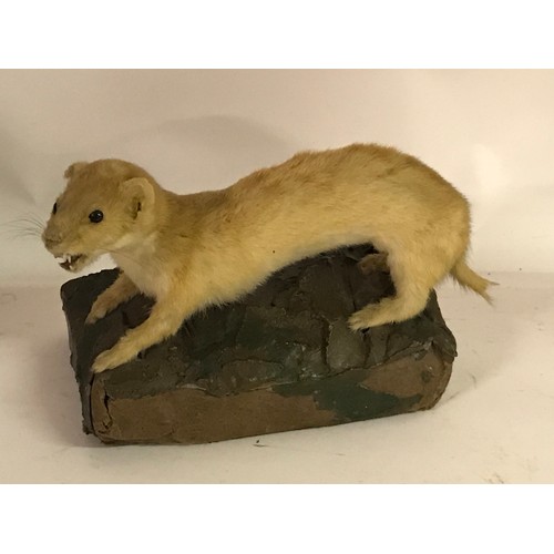 178 - Taxidermy Weasel Mount