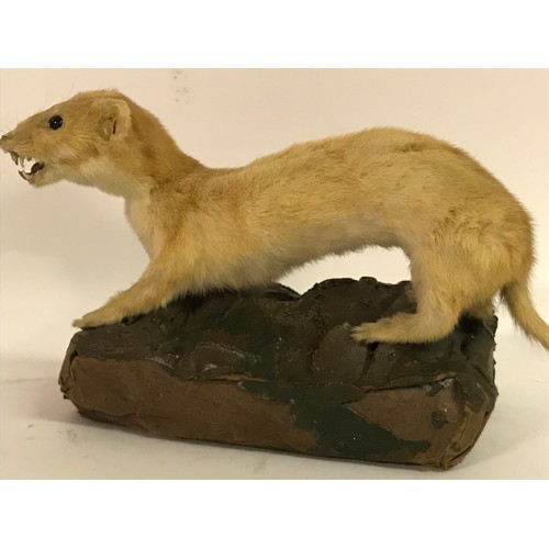 178 - Taxidermy Weasel Mount