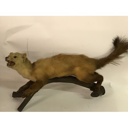 179 - Taxidermy Polecat Mount