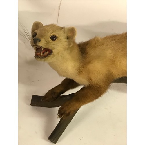 179 - Taxidermy Polecat Mount