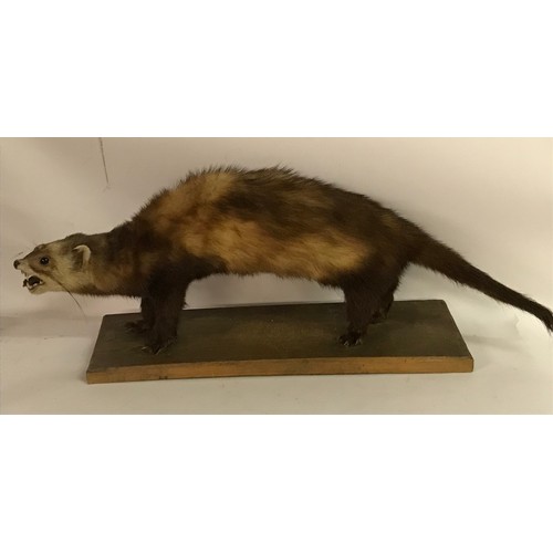 180 - Taxidermy Pole Cat / Pine Martin