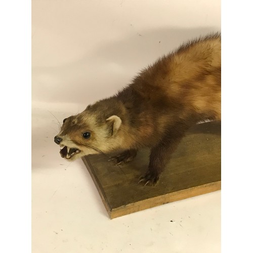 180 - Taxidermy Pole Cat / Pine Martin