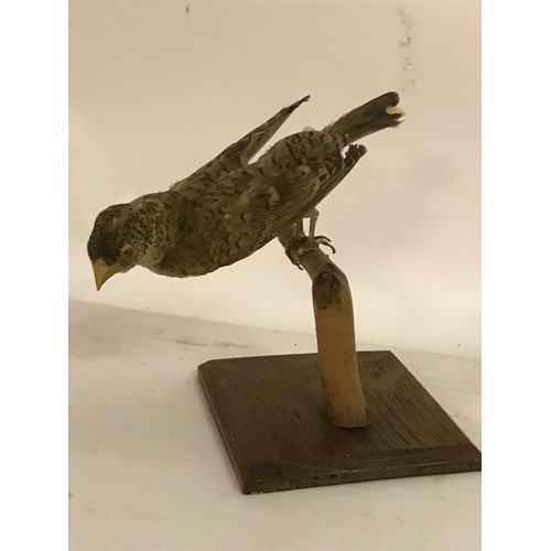 181 - Taxidermy Bird