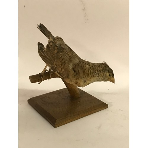 181 - Taxidermy Bird