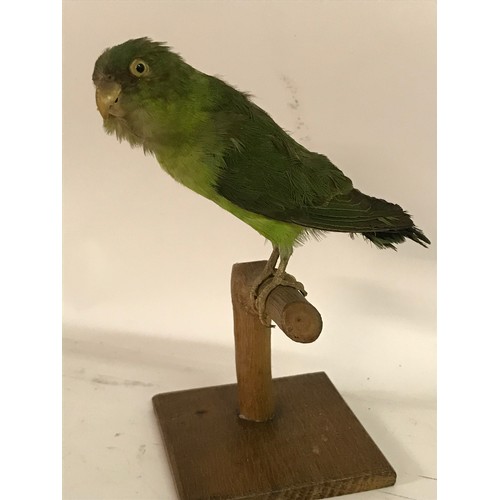 182 - Taxidermy Parakeet