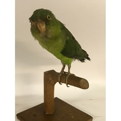 182 - Taxidermy Parakeet