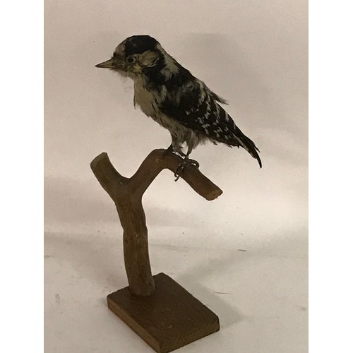 183 - Taxidermy Barred Woodpecker