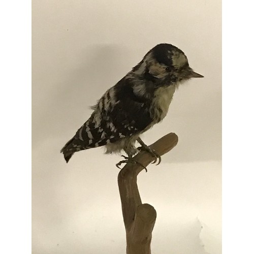 183 - Taxidermy Barred Woodpecker