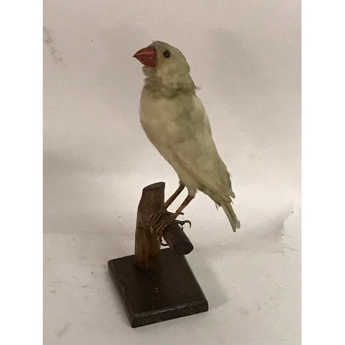 184 - Taxidermy Albino Zebra Finch