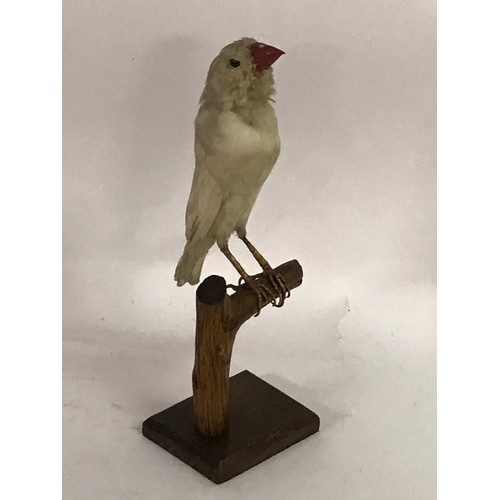 184 - Taxidermy Albino Zebra Finch