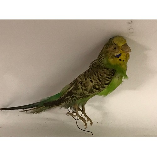 185 - Taxidermy Budgie