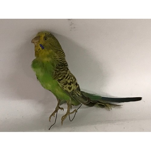 185 - Taxidermy Budgie