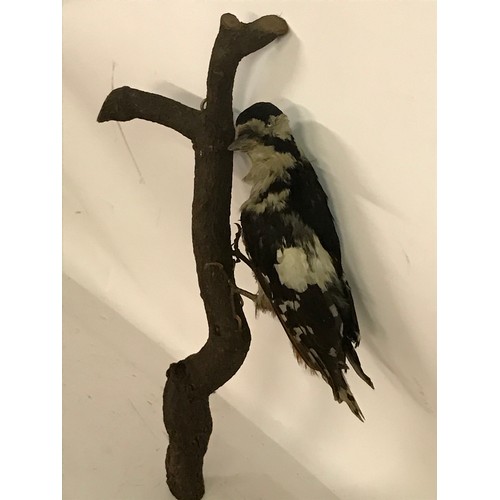 186 - Taxidermy Woodpecker Mount