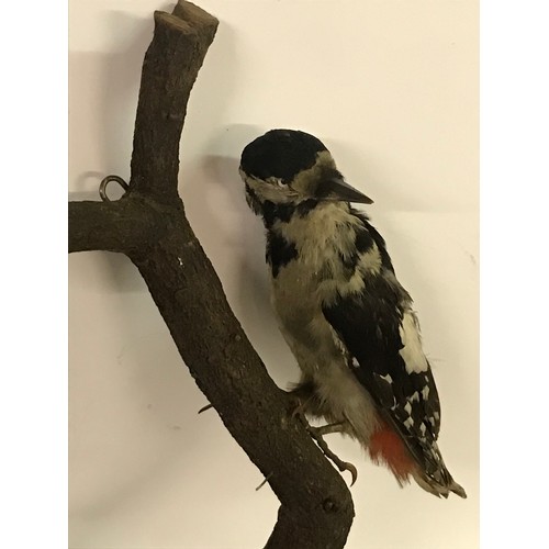 186 - Taxidermy Woodpecker Mount