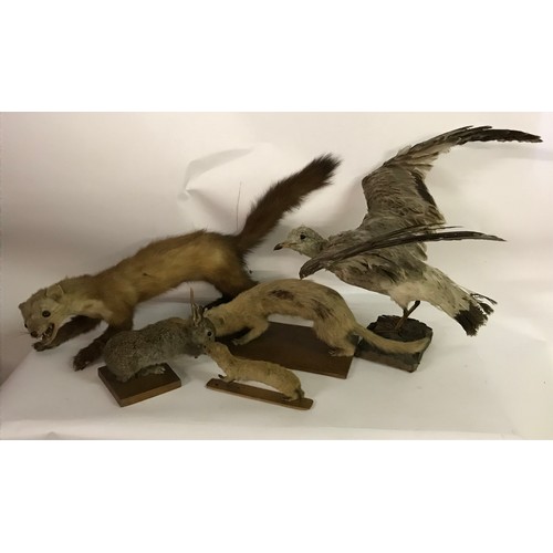 187 - Box Of Various Taxidermy Animals