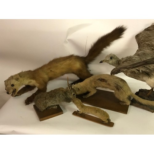 187 - Box Of Various Taxidermy Animals