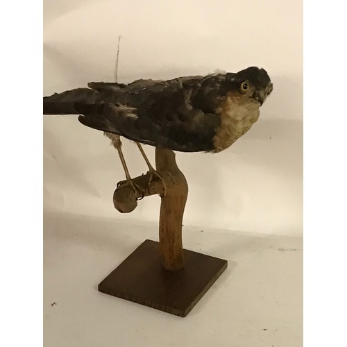 188 - Taxidermy Hawk Mounted