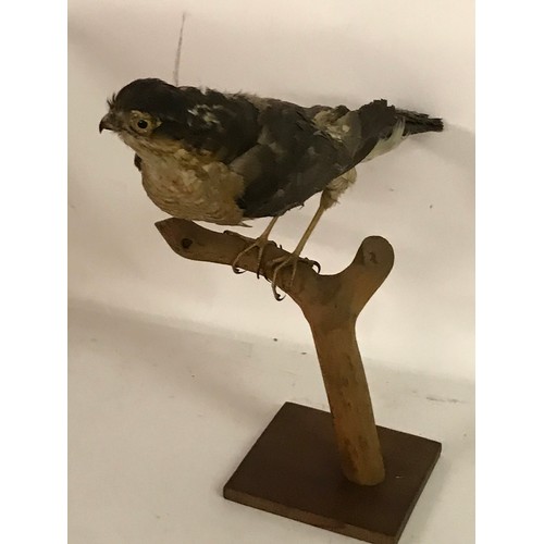 188 - Taxidermy Hawk Mounted