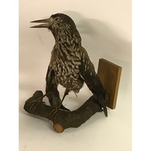 189 - Taxidermy Nut Cracker Bird No Tail