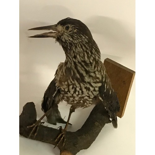 189 - Taxidermy Nut Cracker Bird No Tail