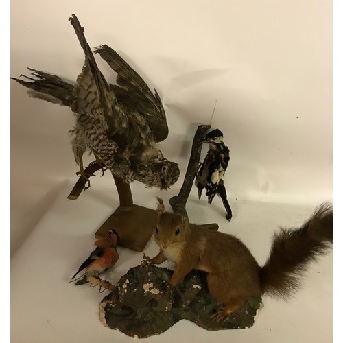 190 - Taxidermy Mounted Red Squirrel , Along With  Bird Of Prey Etc (box)