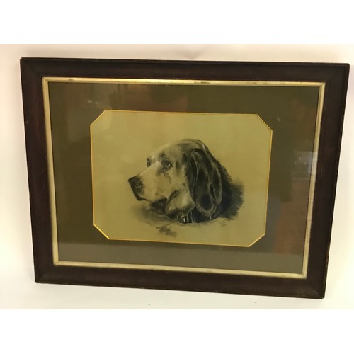 624 - Vintage Framed And Glazed Study Of A Dogs Head Signed D.S.M 57 xx44 cms