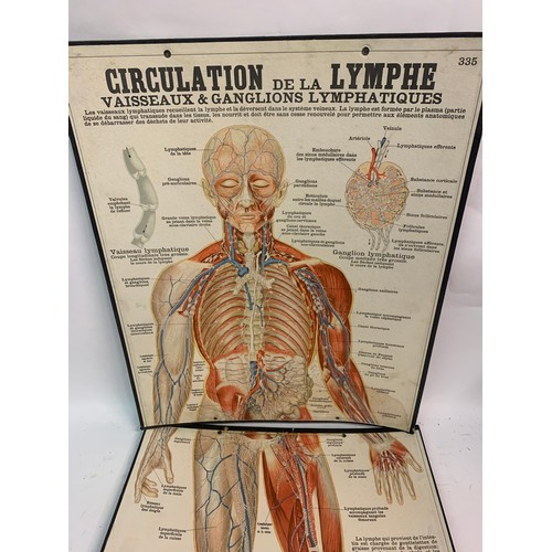 460 - Rare Two Piece French Anatomical Chart Of The Human Circulation System. 118 x 47 cms Overall Length.