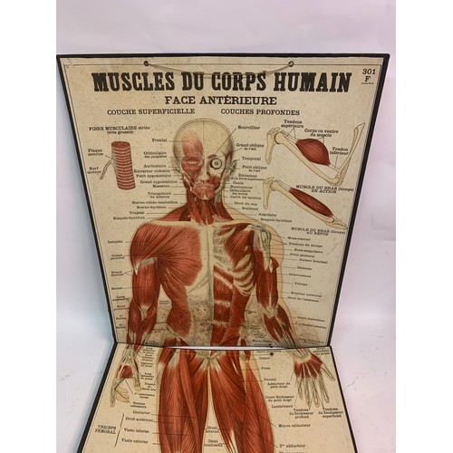 461 - Similar To Previous Lot Rare Two Piece French Anatomical Chart Of The Human Muscle System. 118 x 47 ... 