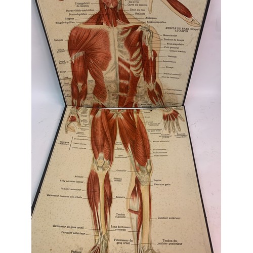 461 - Similar To Previous Lot Rare Two Piece French Anatomical Chart Of The Human Muscle System. 118 x 47 ... 