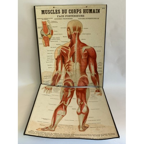 76 - Rare Two Piece  Anatomical Chart Of The Human Muscle System Made In Paris. 118 x 47 cms Overall Leng... 