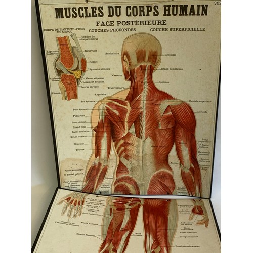 76 - Rare Two Piece  Anatomical Chart Of The Human Muscle System Made In Paris. 118 x 47 cms Overall Leng... 