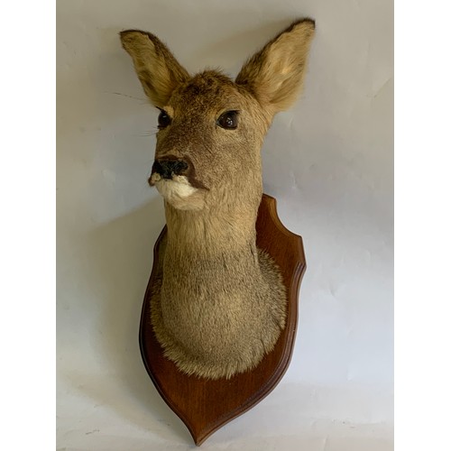 323 - Taxidermy Mounted Deer Head And Neck Mount.