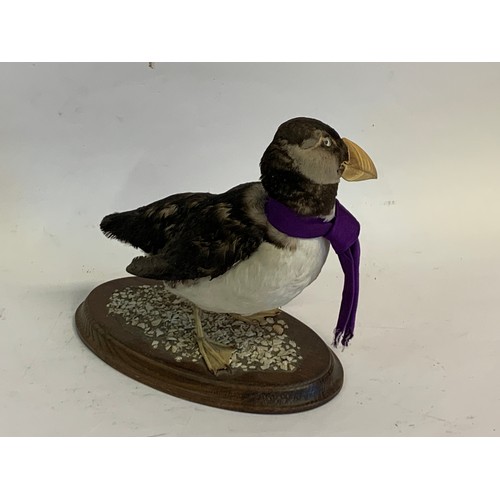 423 - Vintage Taxidermy Puffin