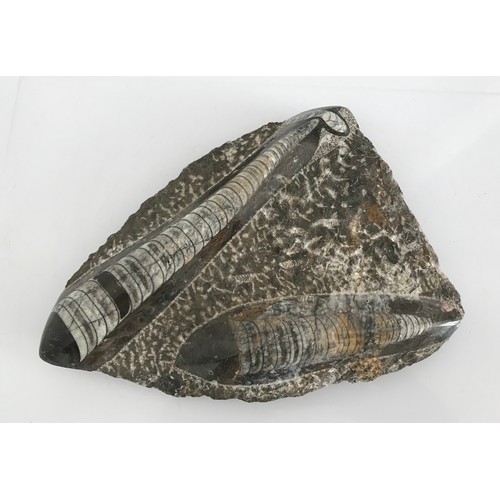 220 - A Polished Orthoceras Fossil Plate
22 x 16 cms