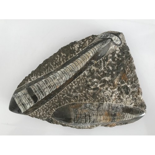 220 - A Polished Orthoceras Fossil Plate
22 x 16 cms