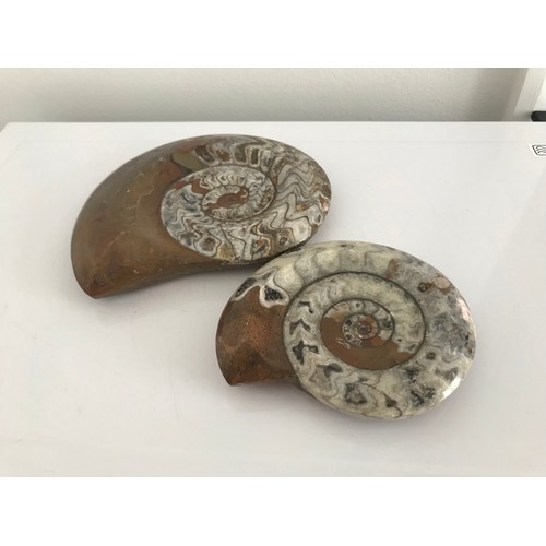 219 - Similar To Previous Lot.
2 x Polished Ammonite Fossils
15 x 12 cms & 11 x 9 cms