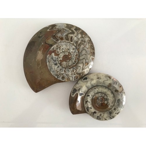 219 - Similar To Previous Lot.
2 x Polished Ammonite Fossils
15 x 12 cms & 11 x 9 cms