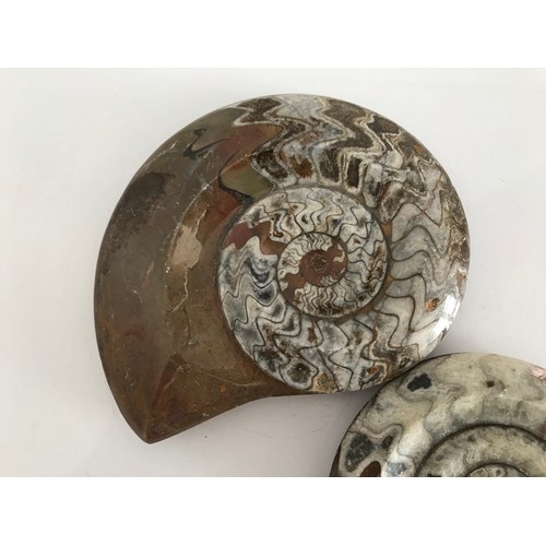 219 - Similar To Previous Lot.
2 x Polished Ammonite Fossils
15 x 12 cms & 11 x 9 cms