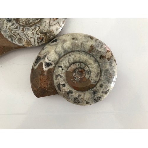 219 - Similar To Previous Lot.
2 x Polished Ammonite Fossils
15 x 12 cms & 11 x 9 cms