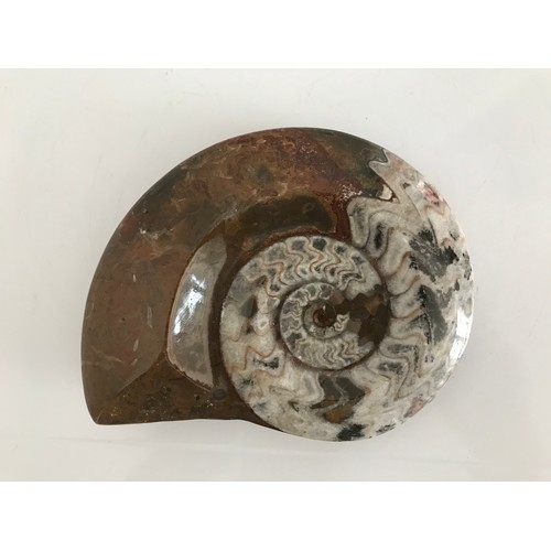 217 - Polished Ammonite Fossil 
16 x 13 cms