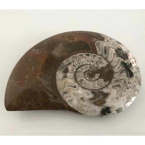 217 - Polished Ammonite Fossil 
16 x 13 cms