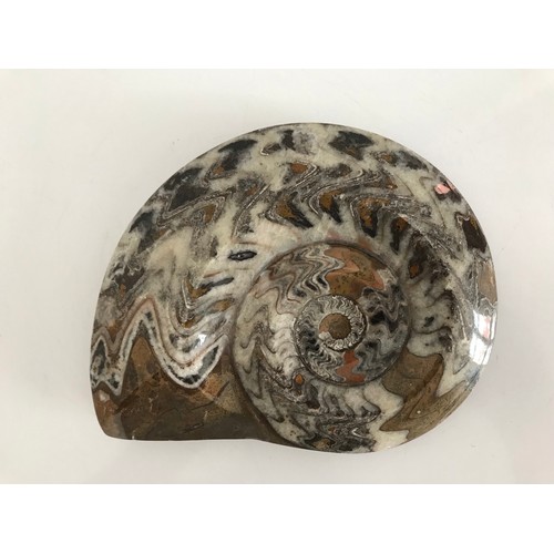 218 - Similar To Previous Lot.
Polished Ammonite Fossil
17 x 14 cms