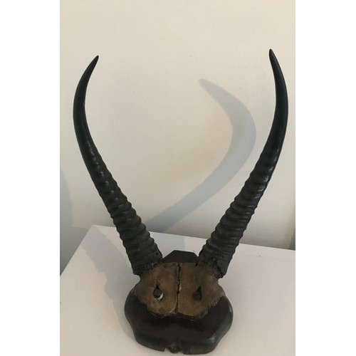 205 - Antique Taxidermy African Mounted Horns