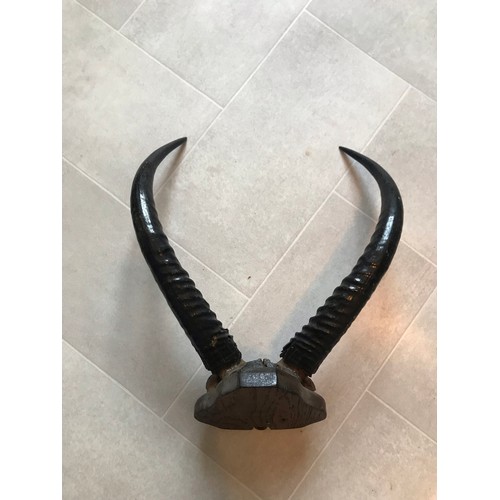 205 - Antique Taxidermy African Mounted Horns