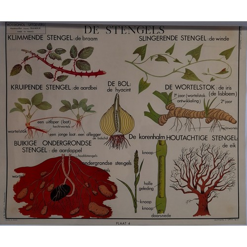 271 - Large Continental Educational double sided Poster of Plant Development 90cm x 75cm