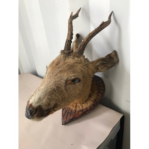 294 - Vintage Taxidermy Deer Head